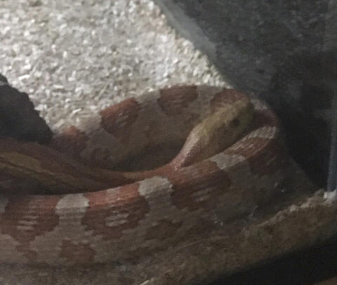 A photograph of my pet corn snake.